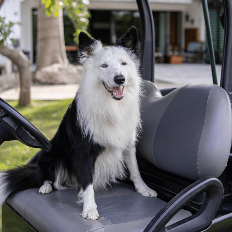 mascotas_campo_de_golf